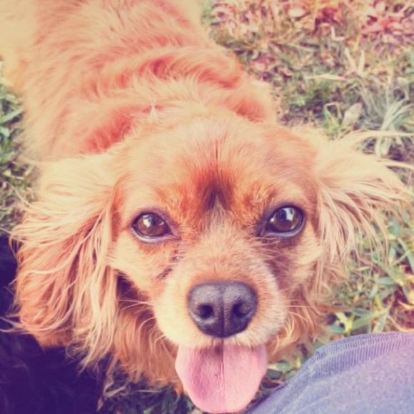 Meet your Posher, Cindy - Picture 4 of 10